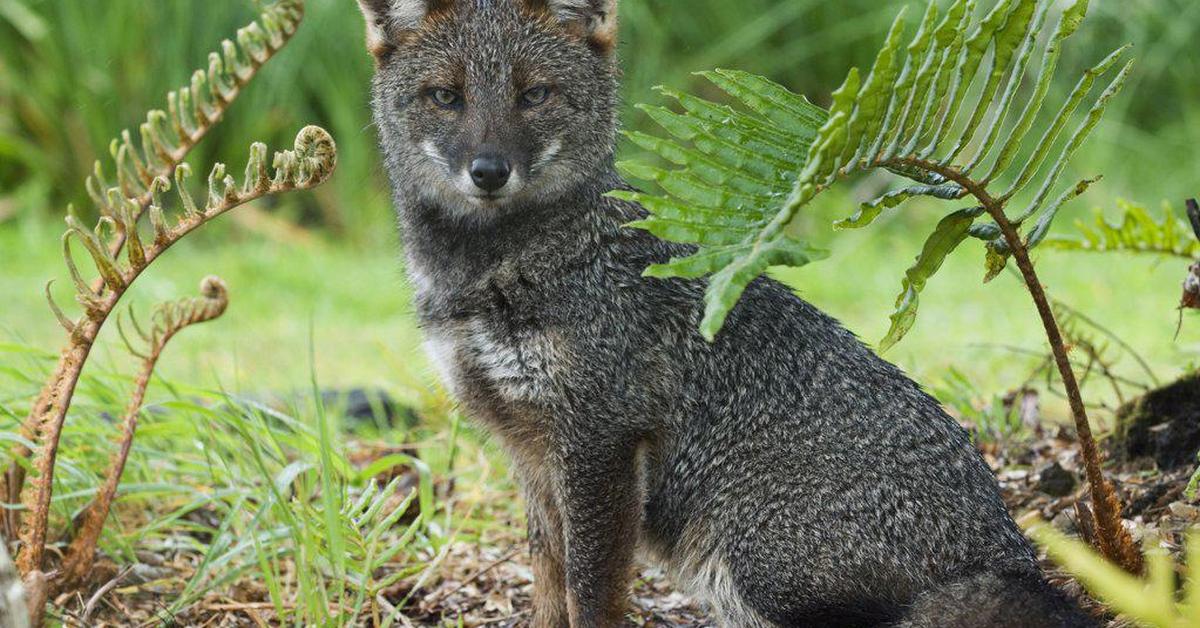 Captivating presence of the Darwins Fox, a species called Lycalopex fulvipes.