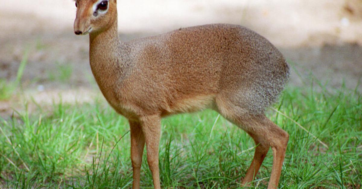 Elegant Dik-Dik in its natural habitat, called Dik-Dik in Indonesia.