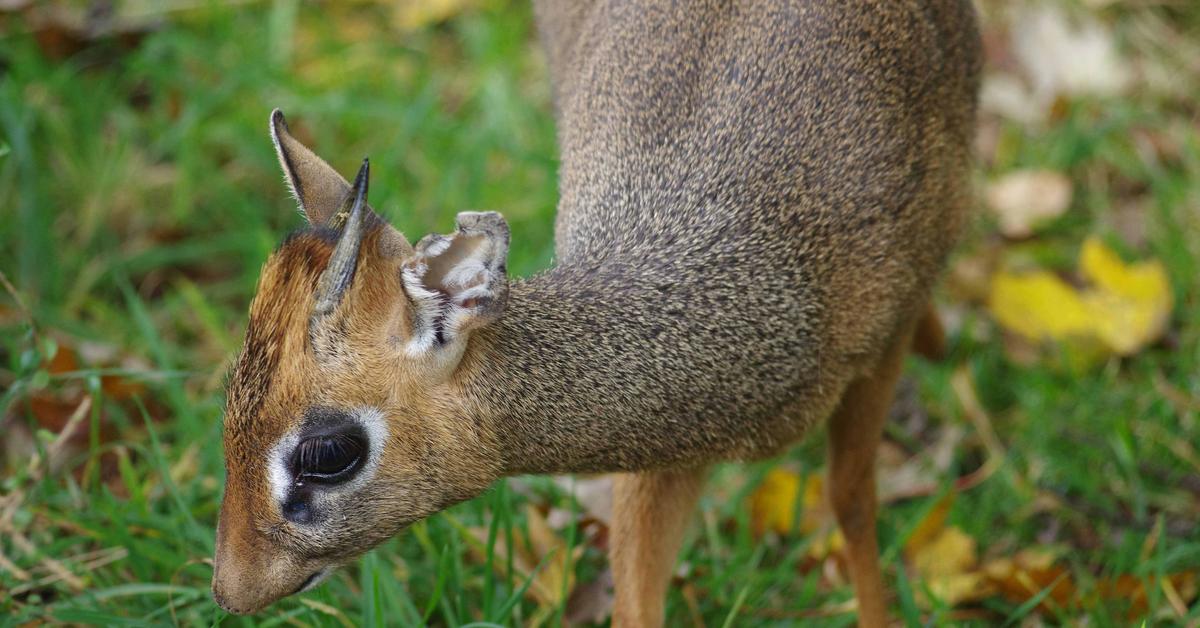 Splendid image of the Dik-Dik, with the scientific name Madoqua.