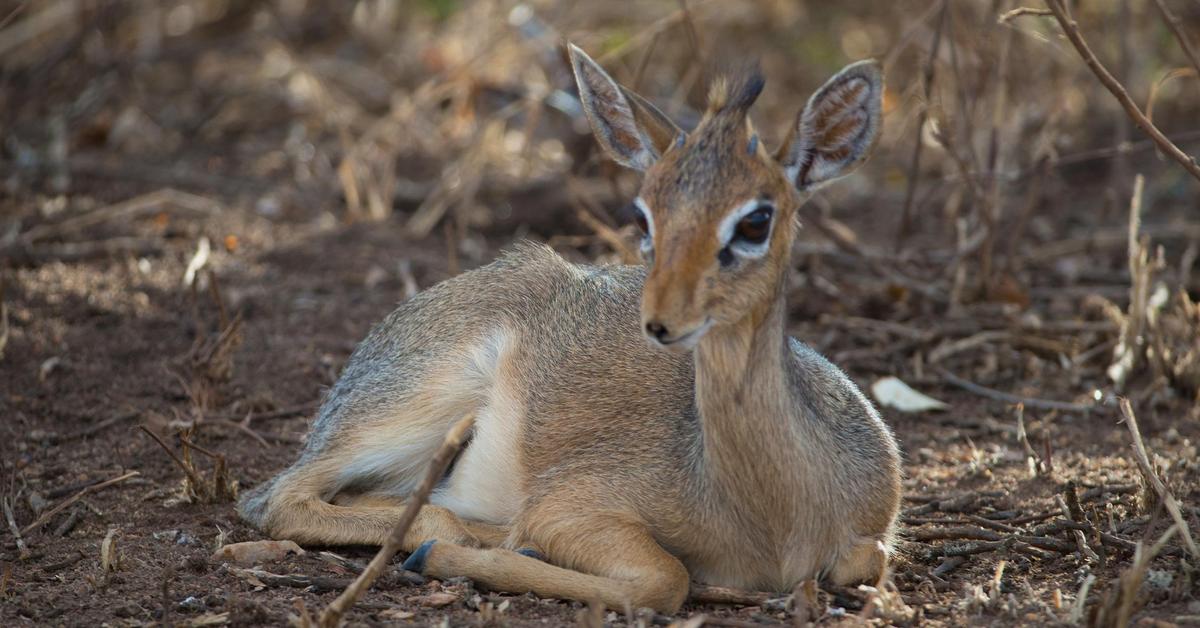 Close encounter with the Dik-Dik, scientifically called Madoqua.