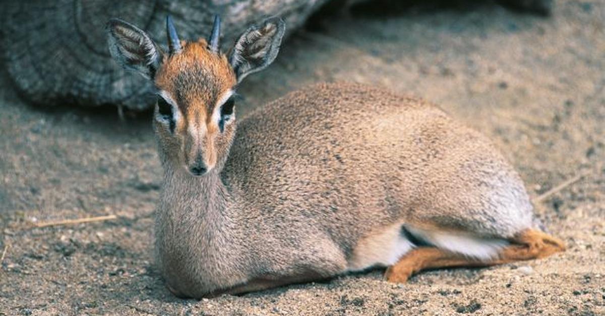 Captivating shot of the Dik-Dik, or Dik-Dik in Bahasa Indonesia.