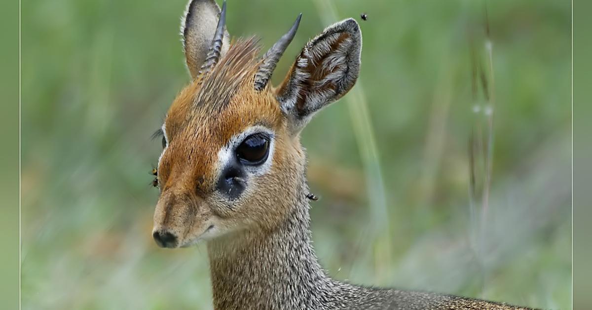 Graceful Dik-Dik, a creature with the scientific name Madoqua.