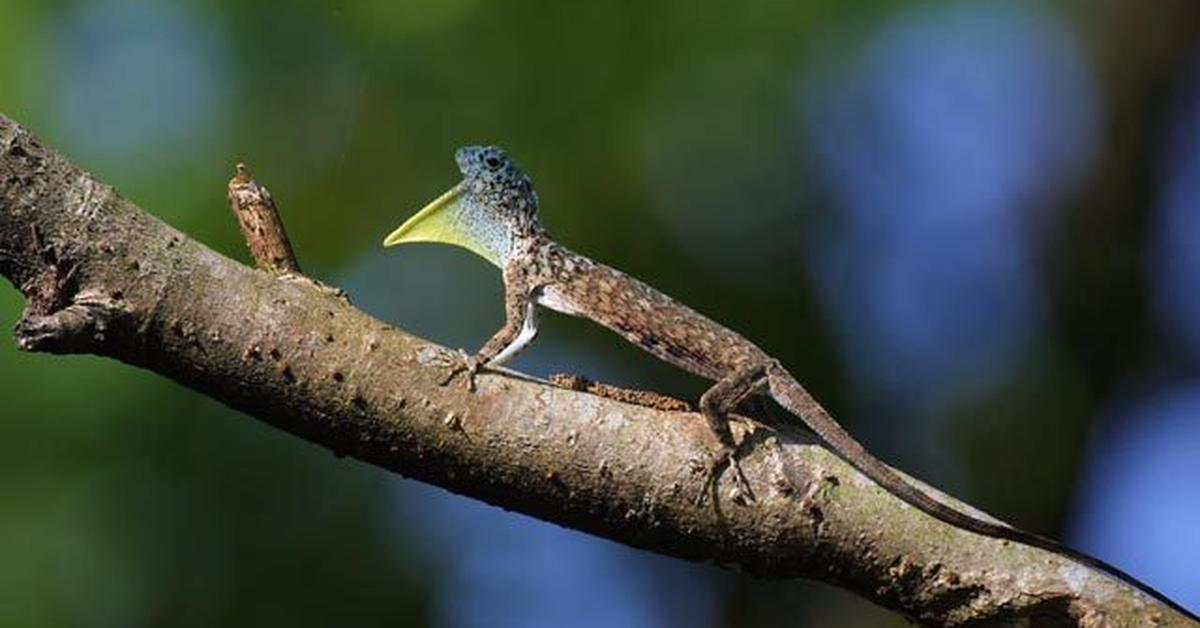 The majestic Draco Volans Lizard, also called Kadal Draco Volans in Indonesia, in its glory.