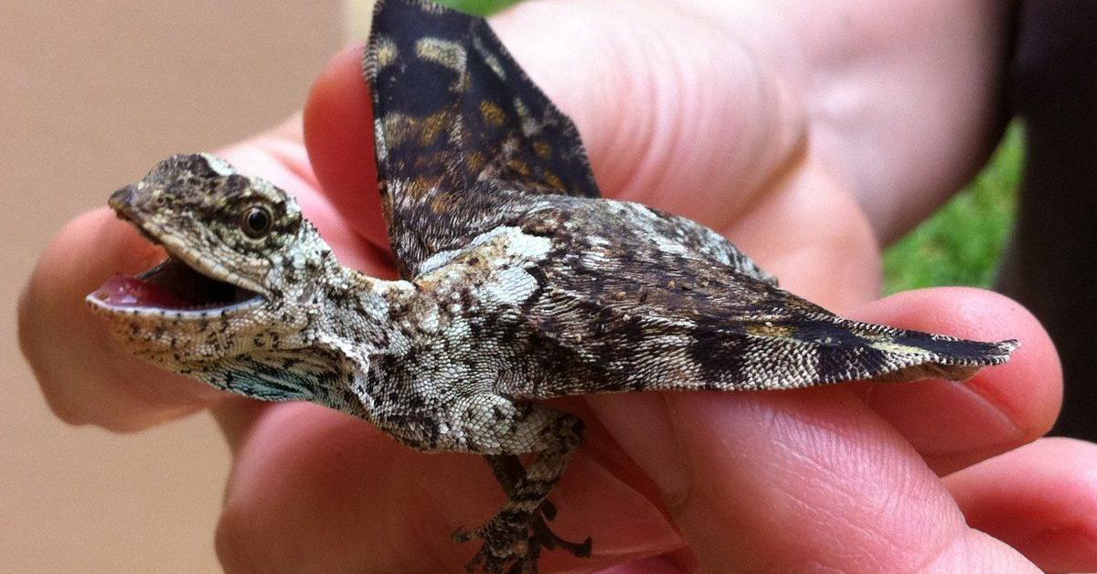 A look at the Draco Volans Lizard, also recognized as Kadal Draco Volans in Indonesian culture.