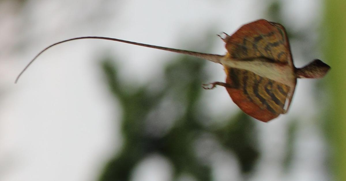 The Draco Volans Lizard in its natural beauty, locally called Kadal Draco Volans.