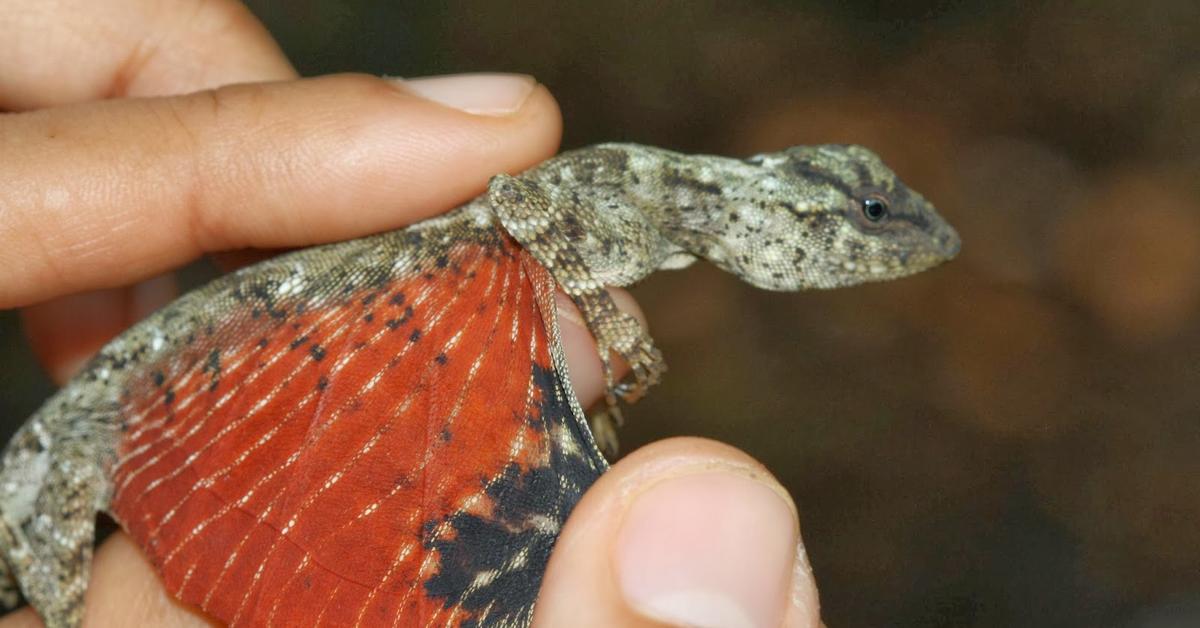 Distinctive Draco Volans Lizard, in Indonesia known as Kadal Draco Volans, captured in this image.