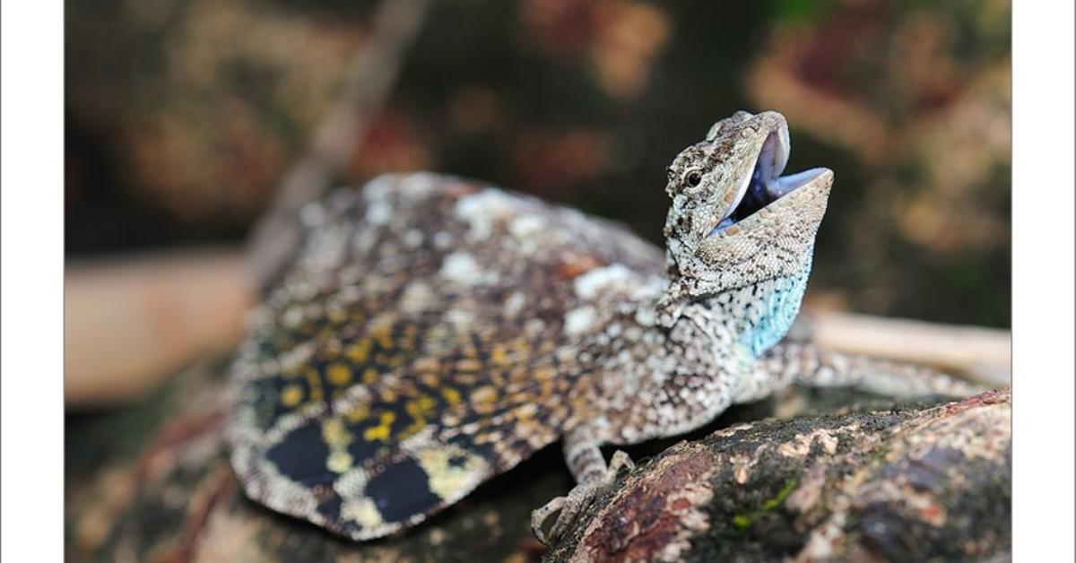 Engaging shot of the Draco Volans Lizard, recognized in Indonesia as Kadal Draco Volans.