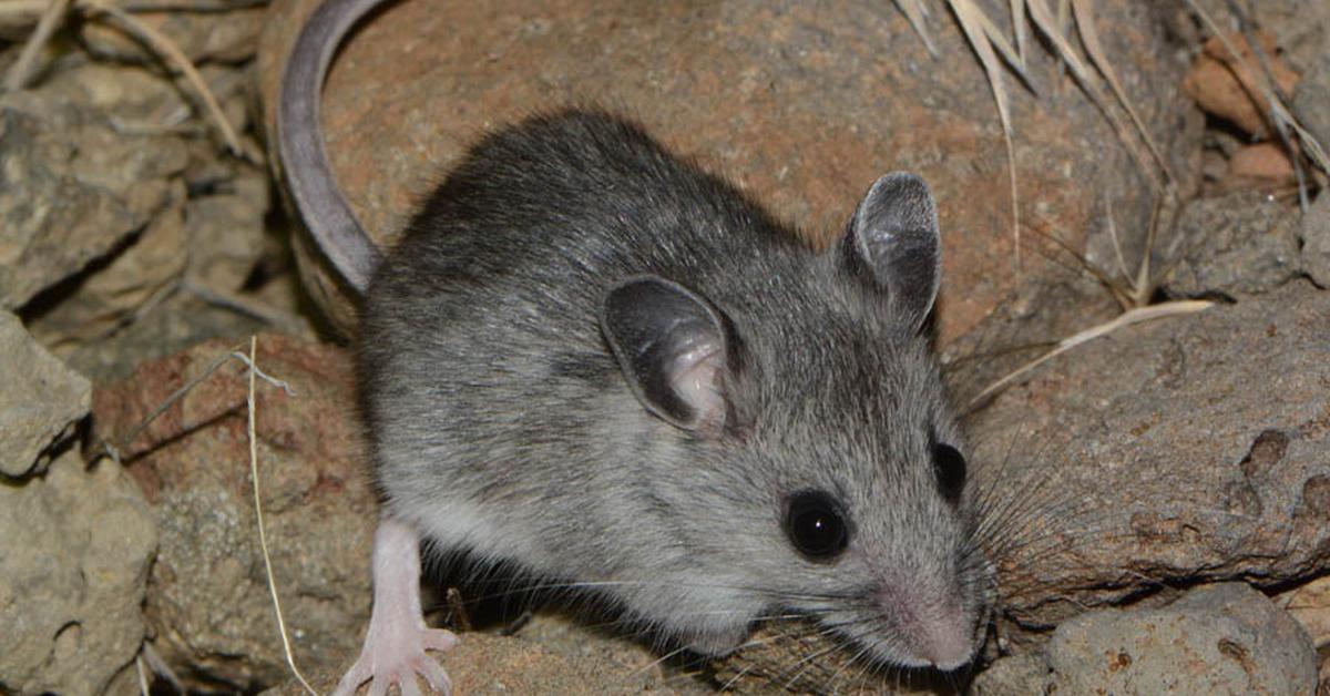 The Deer Mouse in its natural beauty, locally called Tikus Rusa.