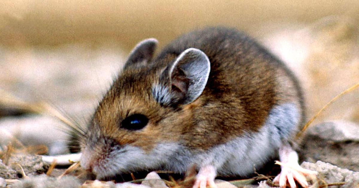 A beautiful representation of the Deer Mouse, scientifically Peromyscus maniculatus.