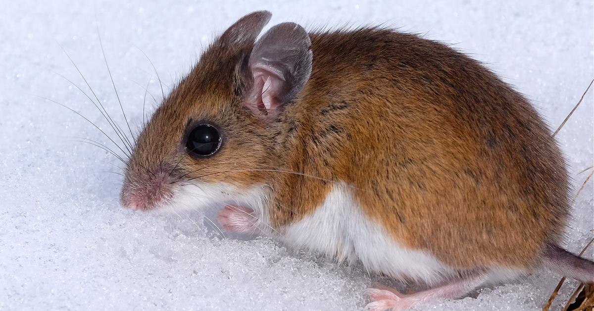 Unique portrayal of the Deer Mouse, also called Tikus Rusa in Bahasa Indonesia.