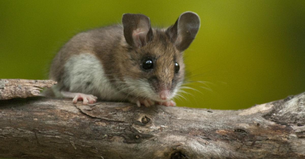 The alluring Deer Mouse, commonly referred to as Tikus Rusa in Bahasa Indonesia.