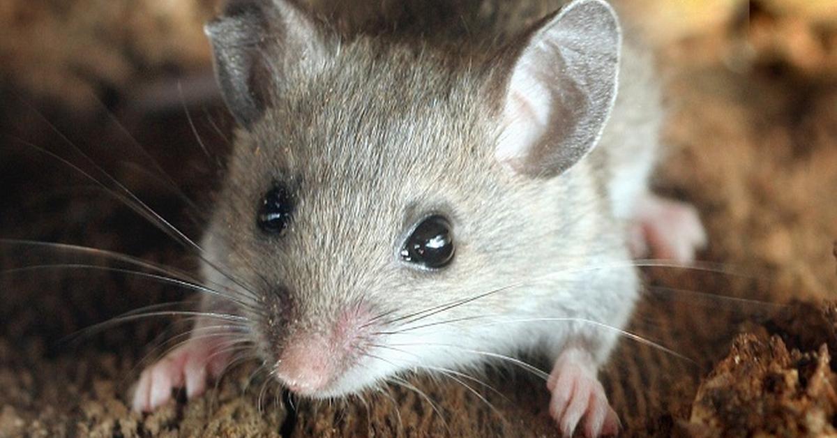 The elegant Deer Mouse (Peromyscus maniculatus), a marvel of nature.