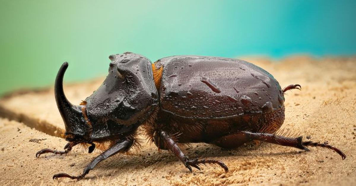 Exquisite image of Dung Beetle, in Indonesia known as Kumbang Tahi.