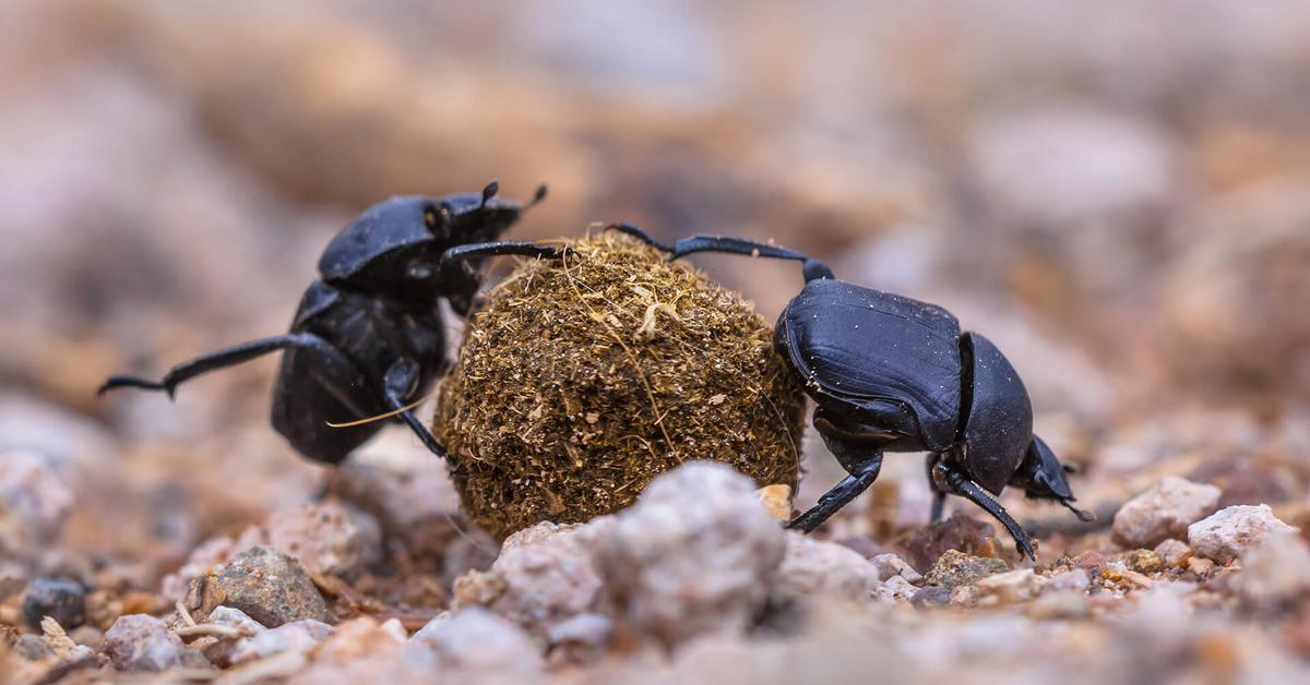 Insightful look at the Dung Beetle, known to Indonesians as Kumbang Tahi.