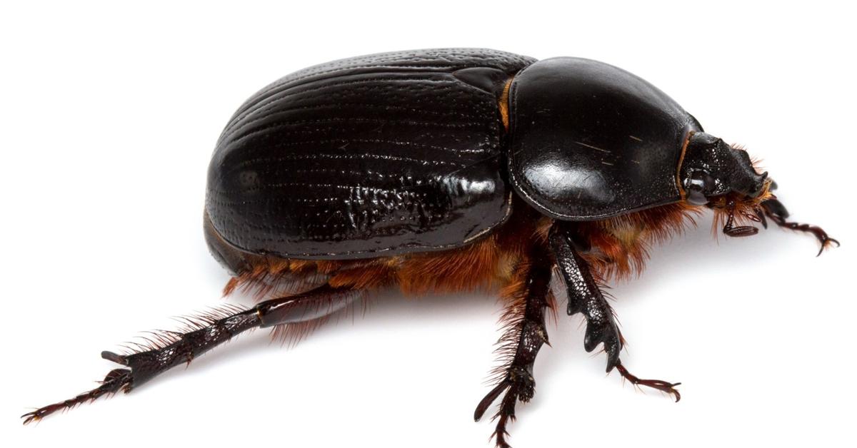 Captured moment of the Dung Beetle, in Indonesia known as Kumbang Tahi.