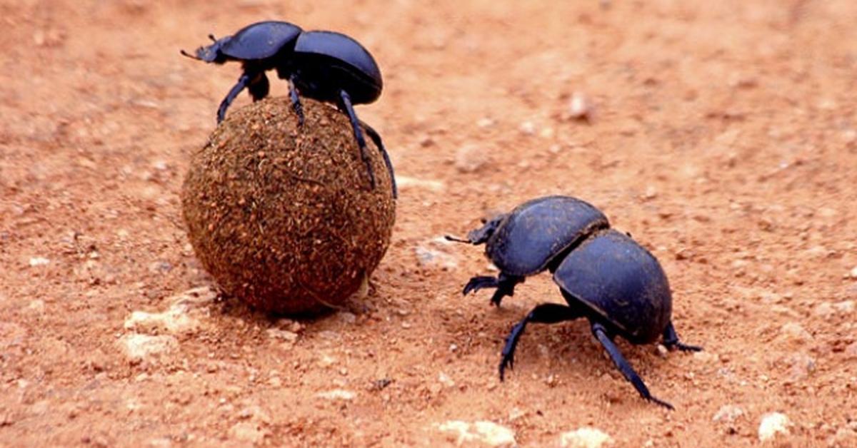 Photographic depiction of the unique Dung Beetle, locally called Kumbang Tahi.