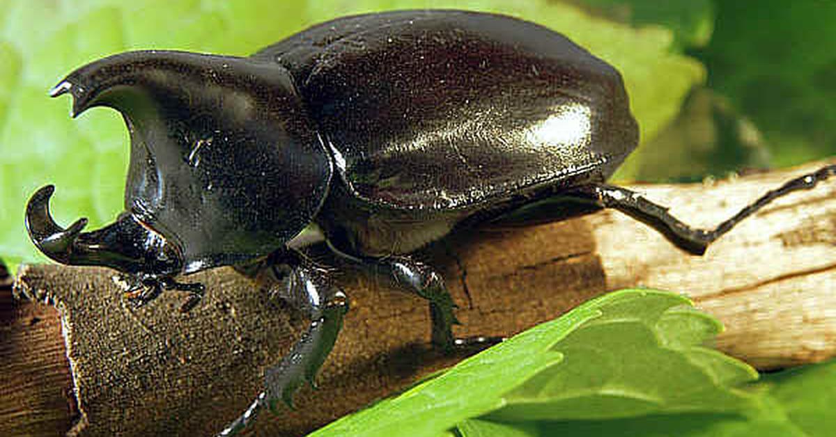 Unique portrayal of the Dung Beetle, also called Kumbang Tahi in Bahasa Indonesia.