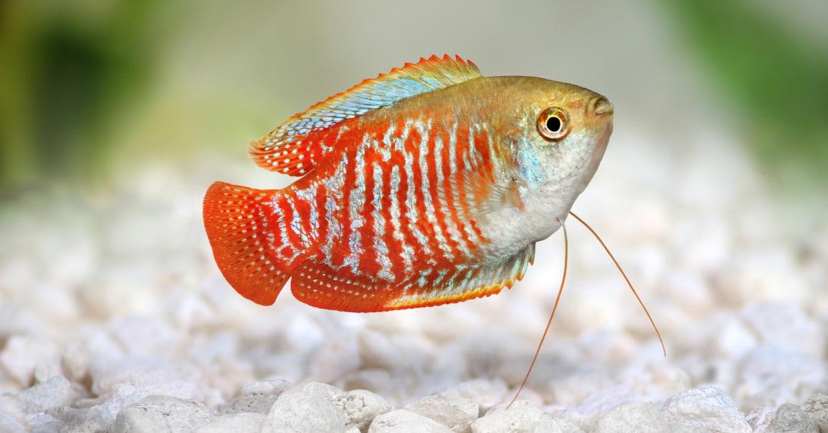 Photograph of the unique Dwarf Gourami, known scientifically as Trichogaster lalius.