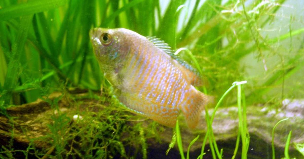 Elegant Dwarf Gourami in its natural habitat, called Gurami Kerdil in Indonesia.