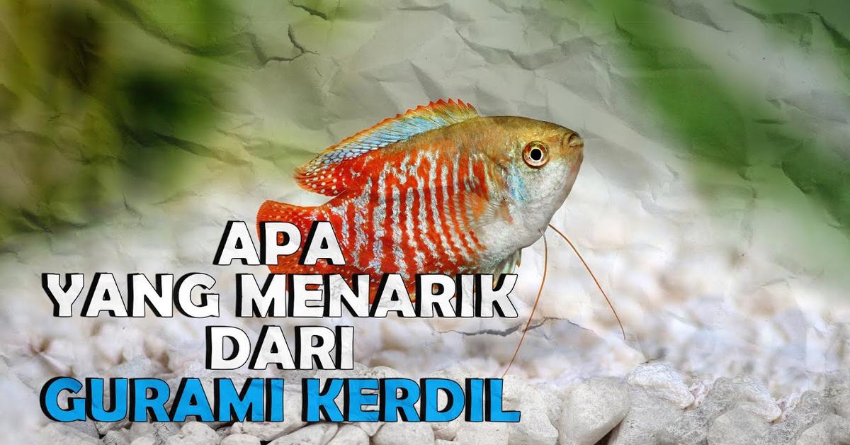 Engaging shot of the Dwarf Gourami, recognized in Indonesia as Gurami Kerdil.