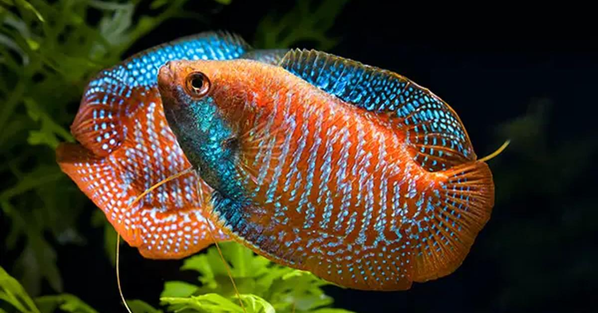 The remarkable Dwarf Gourami (Trichogaster lalius), a sight to behold.