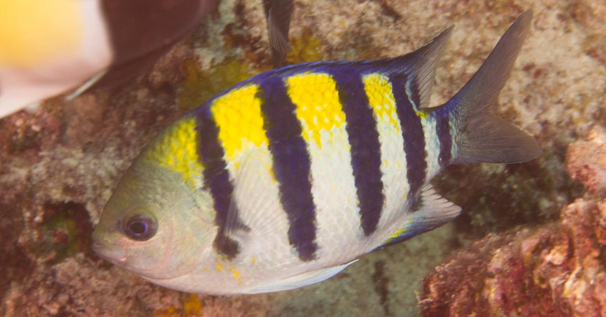 Charming view of the Damselfish, in Indonesia referred to as Ikan Damselfish.