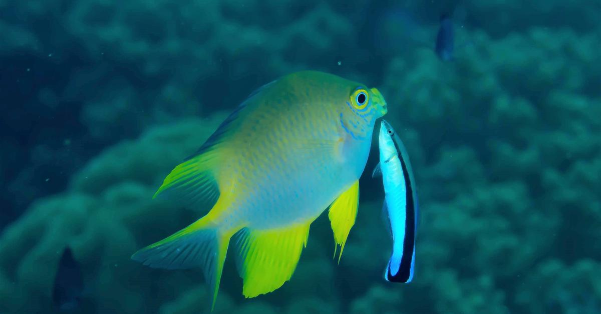 Exquisite image of Damselfish, in Indonesia known as Ikan Damselfish.