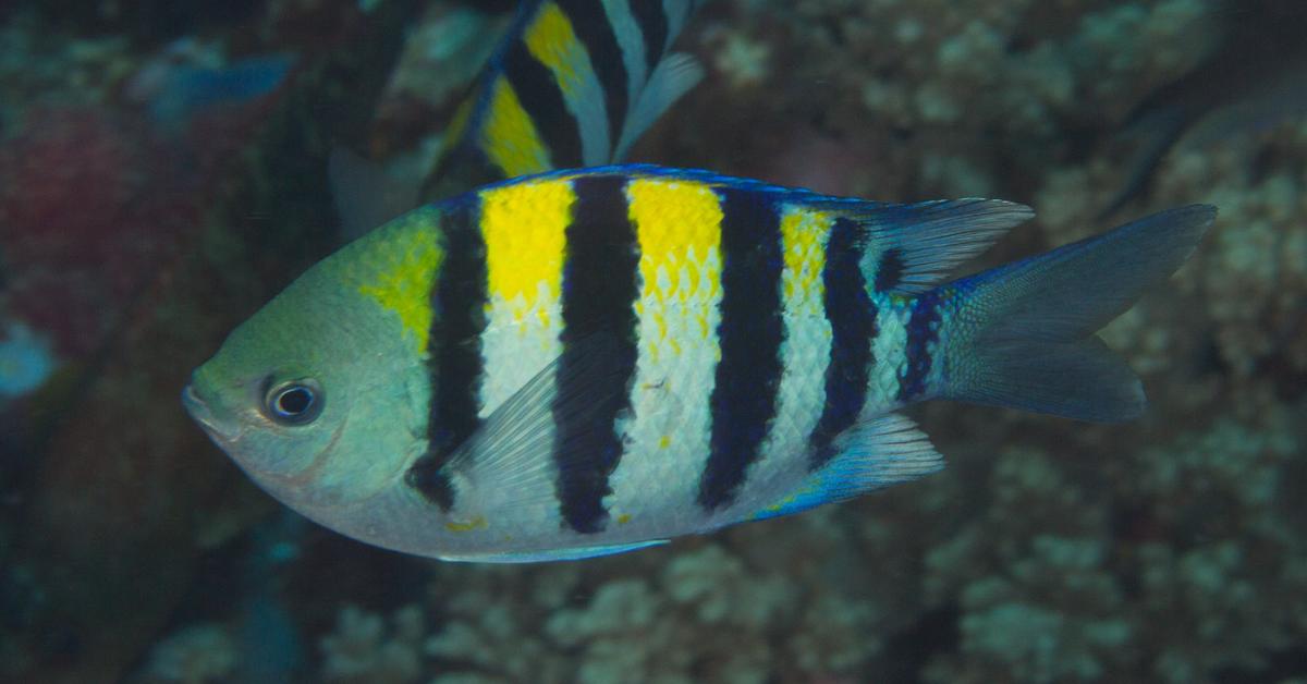 Insightful look at the Damselfish, known to Indonesians as Ikan Damselfish.