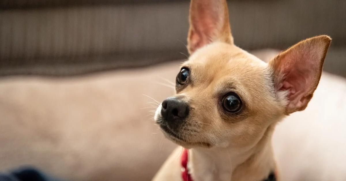 Image of the Deer Head Chihuahua (Canis lupus), popular in Indonesia as Chihuahua Kepala Rusa.