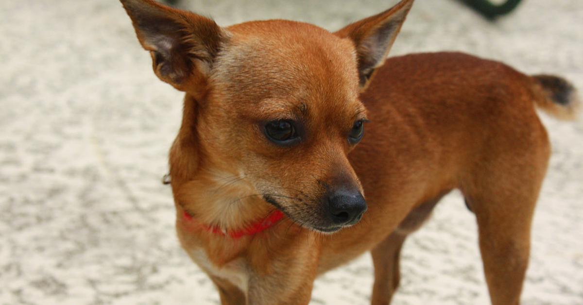 The remarkable Deer Head Chihuahua (Canis lupus), a sight to behold.