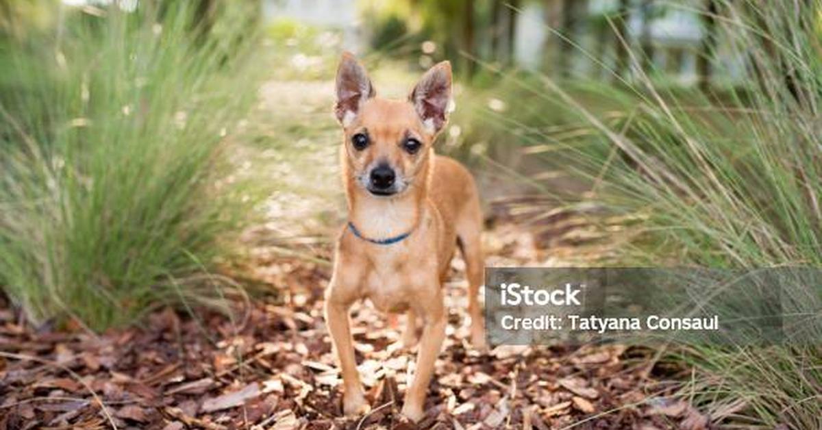 Dynamic image of the Deer Head Chihuahua, popularly known in Indonesia as Chihuahua Kepala Rusa.