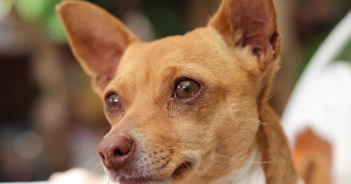 The majestic Deer Head Chihuahua, also called Chihuahua Kepala Rusa in Indonesia, in its glory.