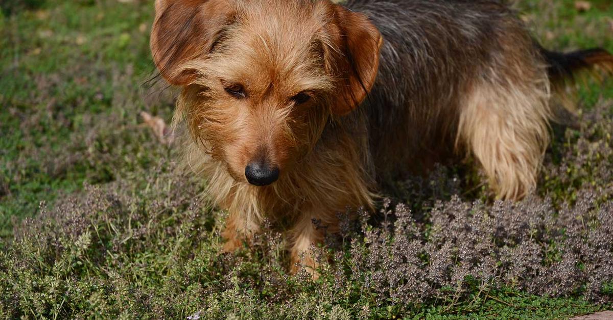 The Dorkie, a species known as Canis lupus, in its natural splendor.