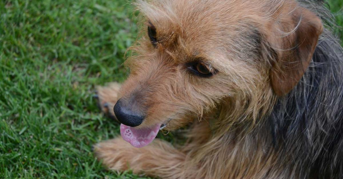 Engaging shot of the Dorkie, recognized in Indonesia as Anjing Dorkie.