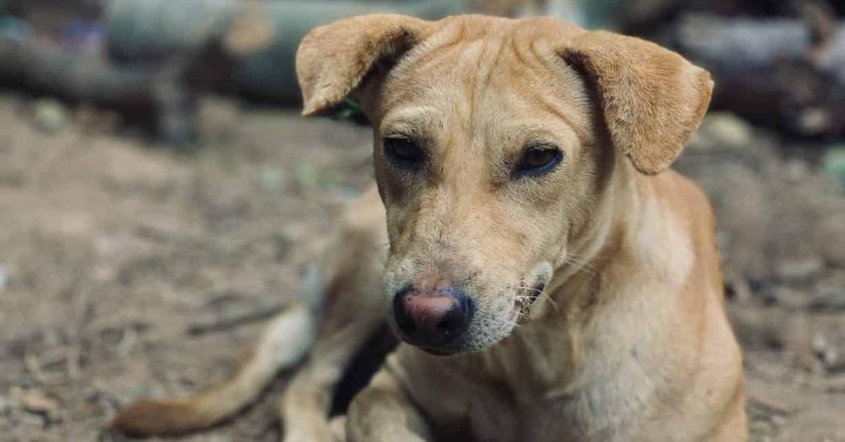 The alluring Dachsador, commonly referred to as Anjing Dachsador in Bahasa Indonesia.