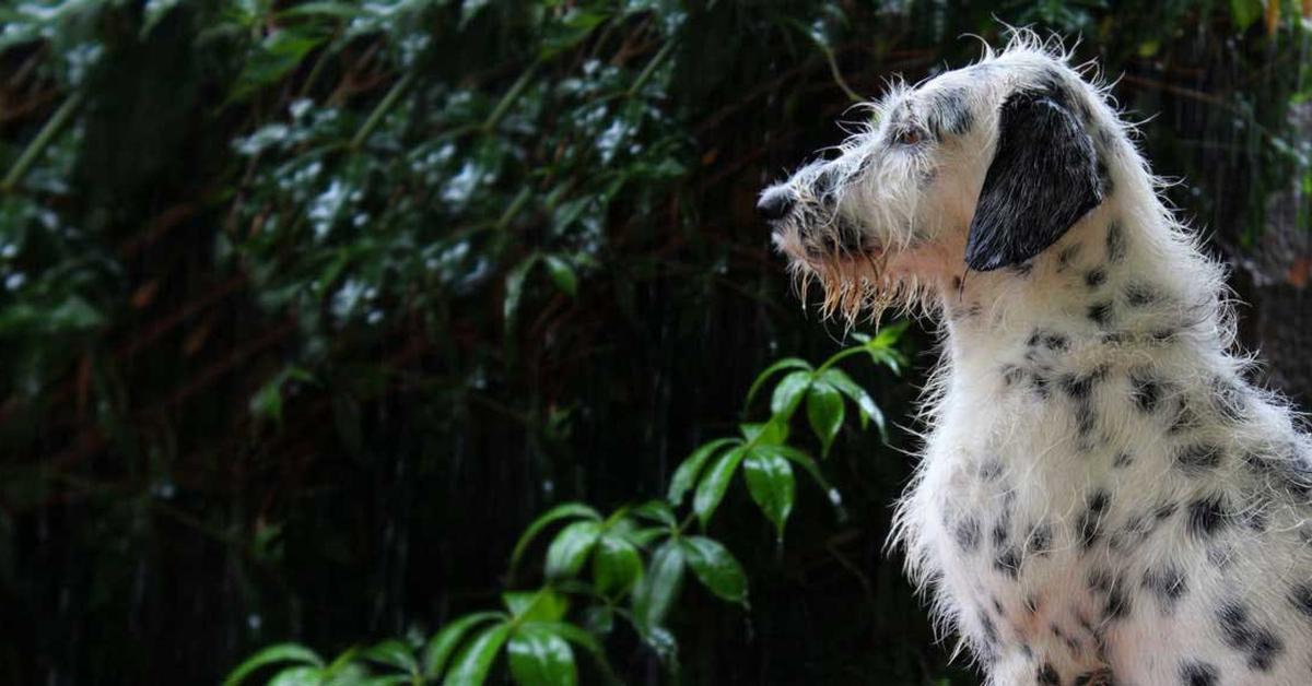 Natural elegance of the Dalmadoodle, scientifically termed Canis lupus.