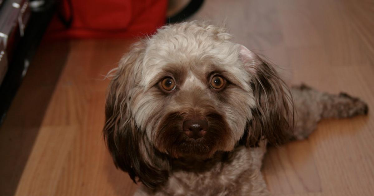 A look at the Doxiepoo, also recognized as Anjing Doxiepoo in Indonesian culture.