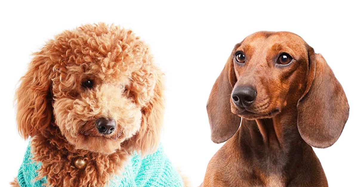 Splendid image of the Doxiepoo, with the scientific name Canis Lupus.