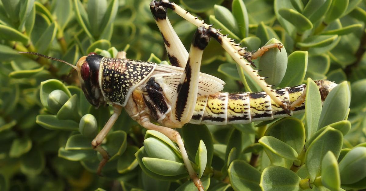 Photogenic Desert Locust, scientifically referred to as Schistocerca gregaria.