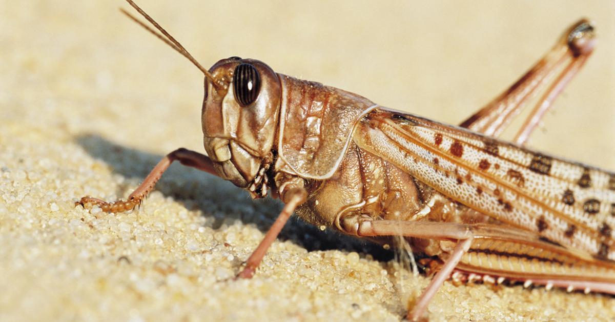 The remarkable Desert Locust (Schistocerca gregaria), a sight to behold.