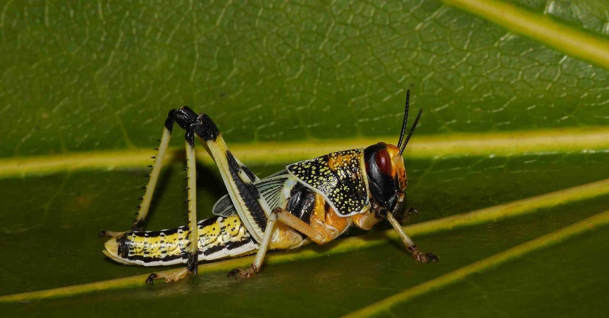 Picture of Desert Locust, known in Indonesia as Belalang Gurun.