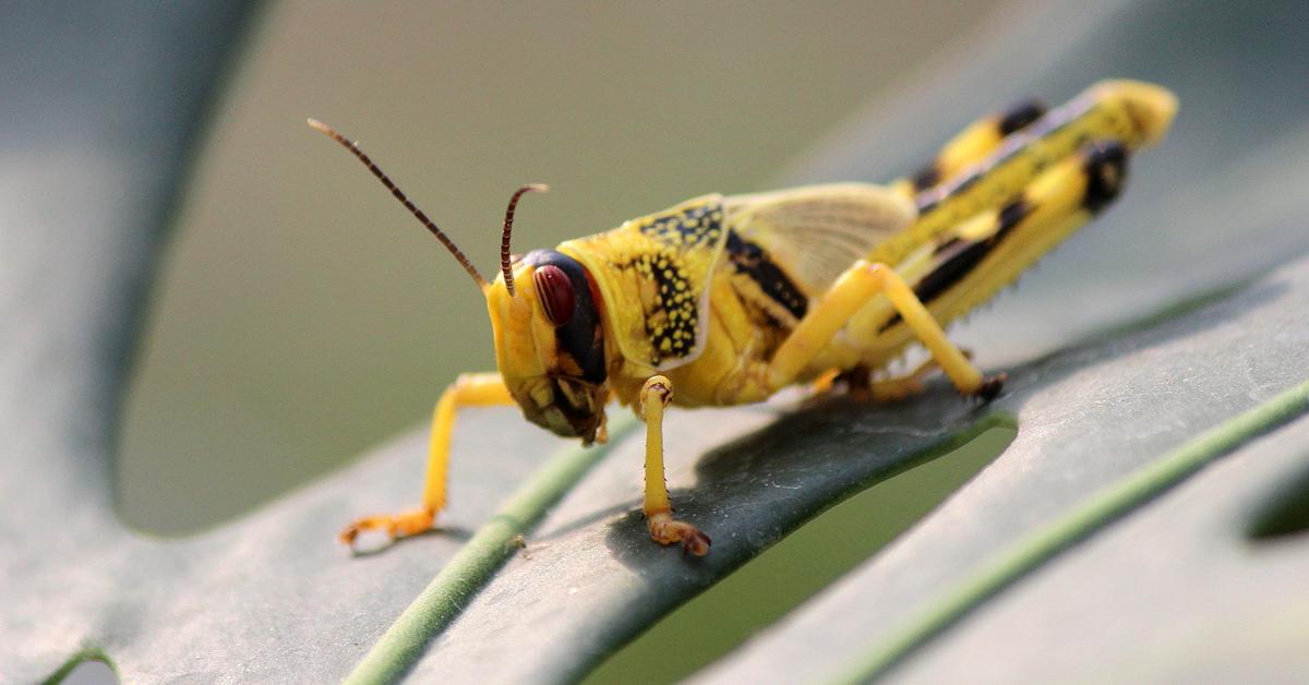 Natural elegance of the Desert Locust, scientifically termed Schistocerca gregaria.