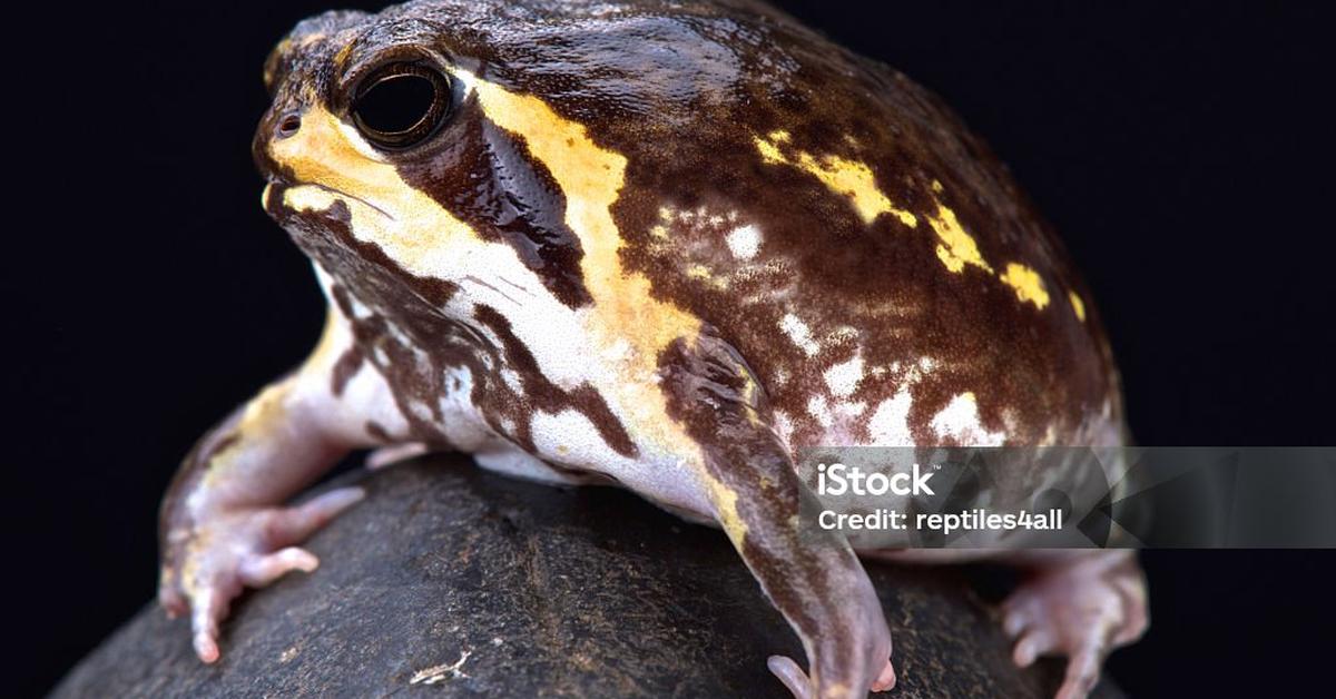 Stunning image of the Desert Rain Frog (Breviceps macrops), a wonder in the animal kingdom.