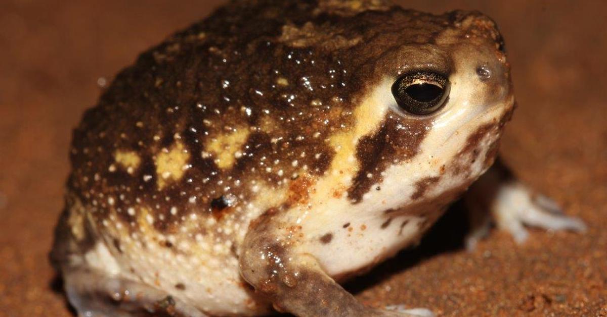 The Desert Rain Frog, an example of Breviceps macrops, in its natural environment.