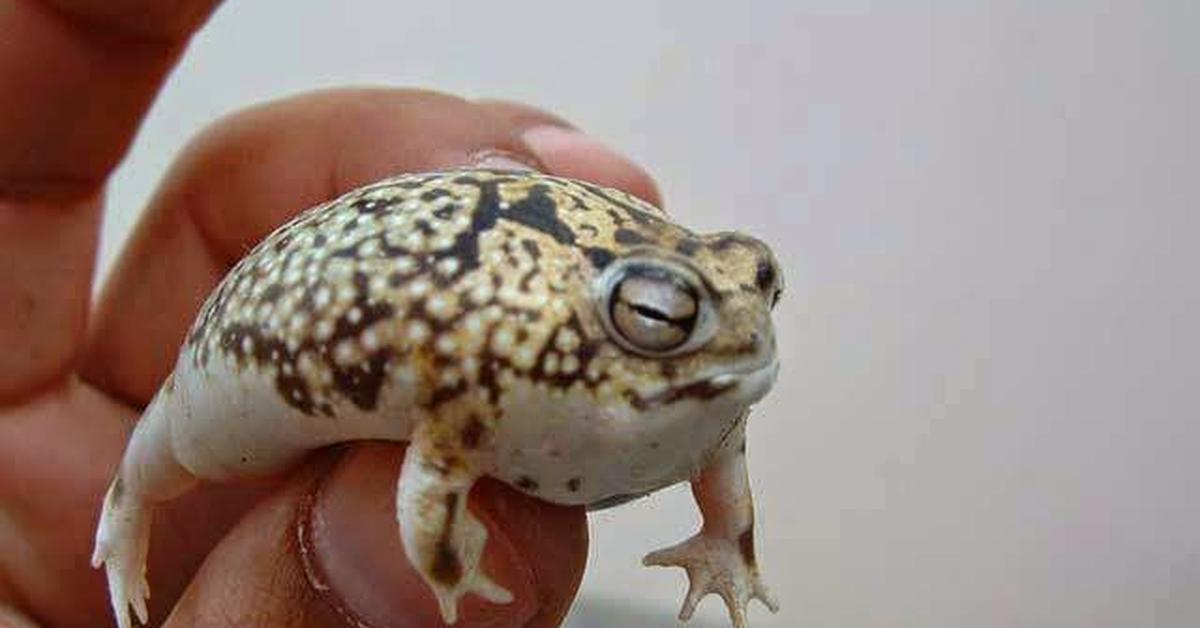 Photogenic Desert Rain Frog, scientifically referred to as Breviceps macrops.