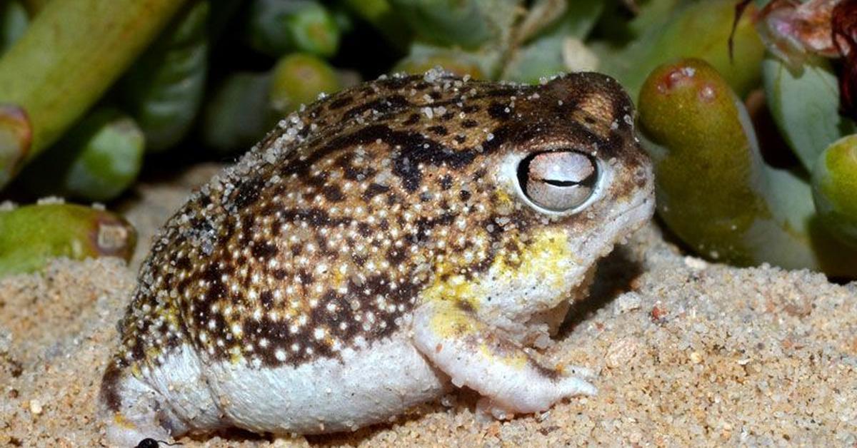 Insightful look at the Desert Rain Frog, known to Indonesians as Katak Hujan Gurun.