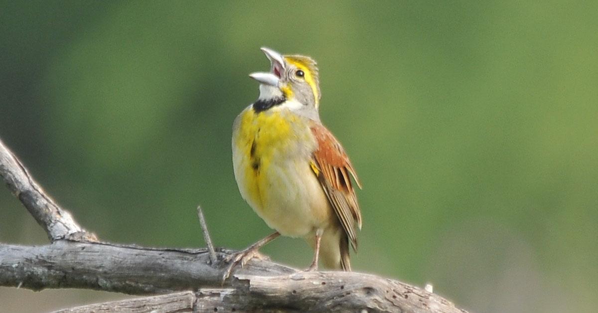 A look at the Dickcissel, also recognized as Burung Dickcissel in Indonesian culture.