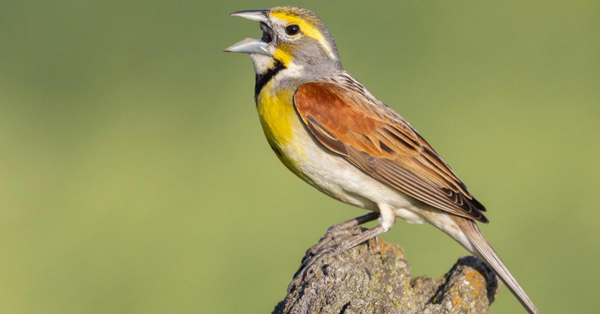 Vibrant snapshot of the Dickcissel, commonly referred to as Burung Dickcissel in Indonesia.