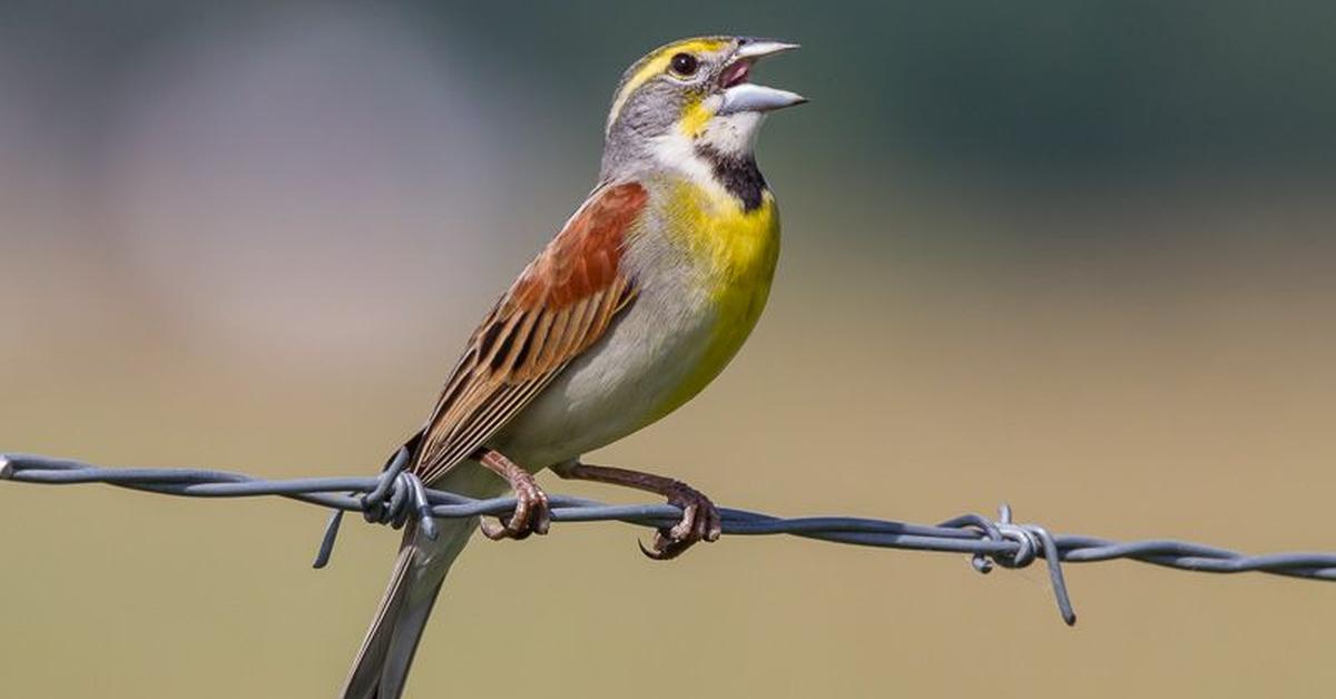 Vivid image of the Dickcissel, or Burung Dickcissel in Indonesian context.