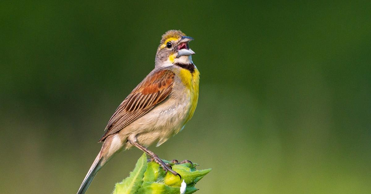 Elegant portrayal of the Dickcissel, also known as Spiza americana.